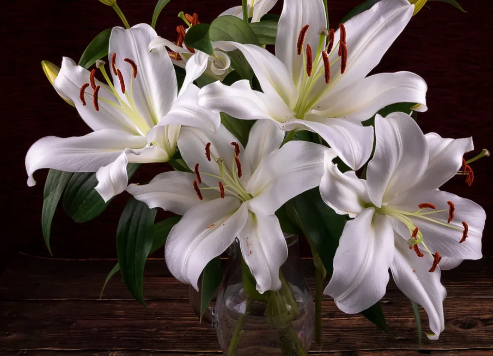 貓咪百合花中毒 貓咪百合花中毒