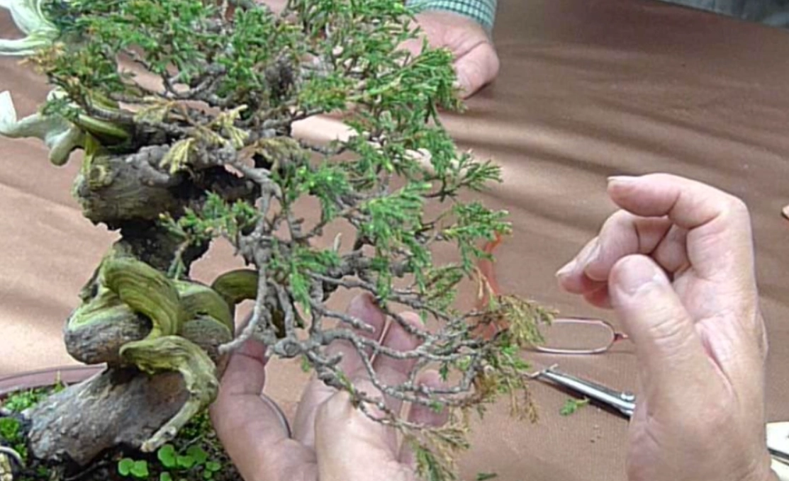 真柏盆景照顧 真柏盆景照顧