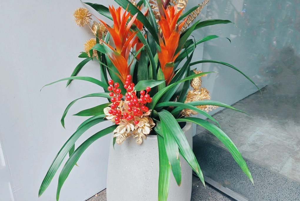 鳳梨花盆栽 鳳梨花盆栽