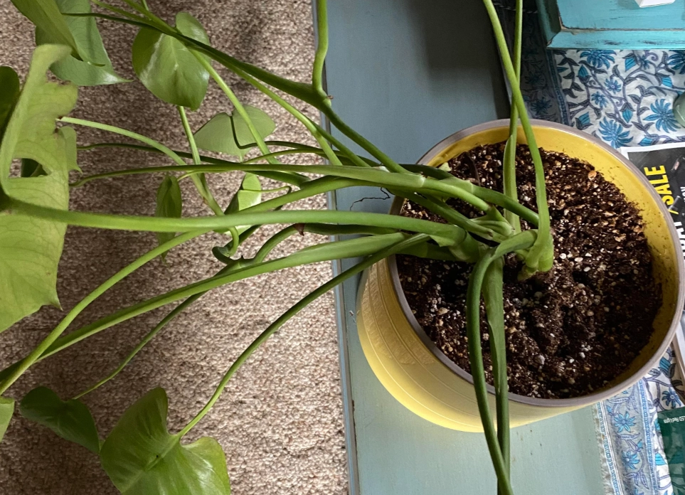 龜背芋葉子下垂