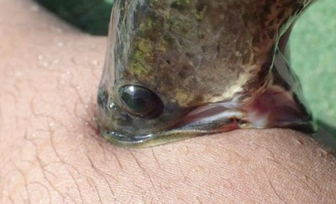 魚咬夢境 意義 魚咬夢境 意義