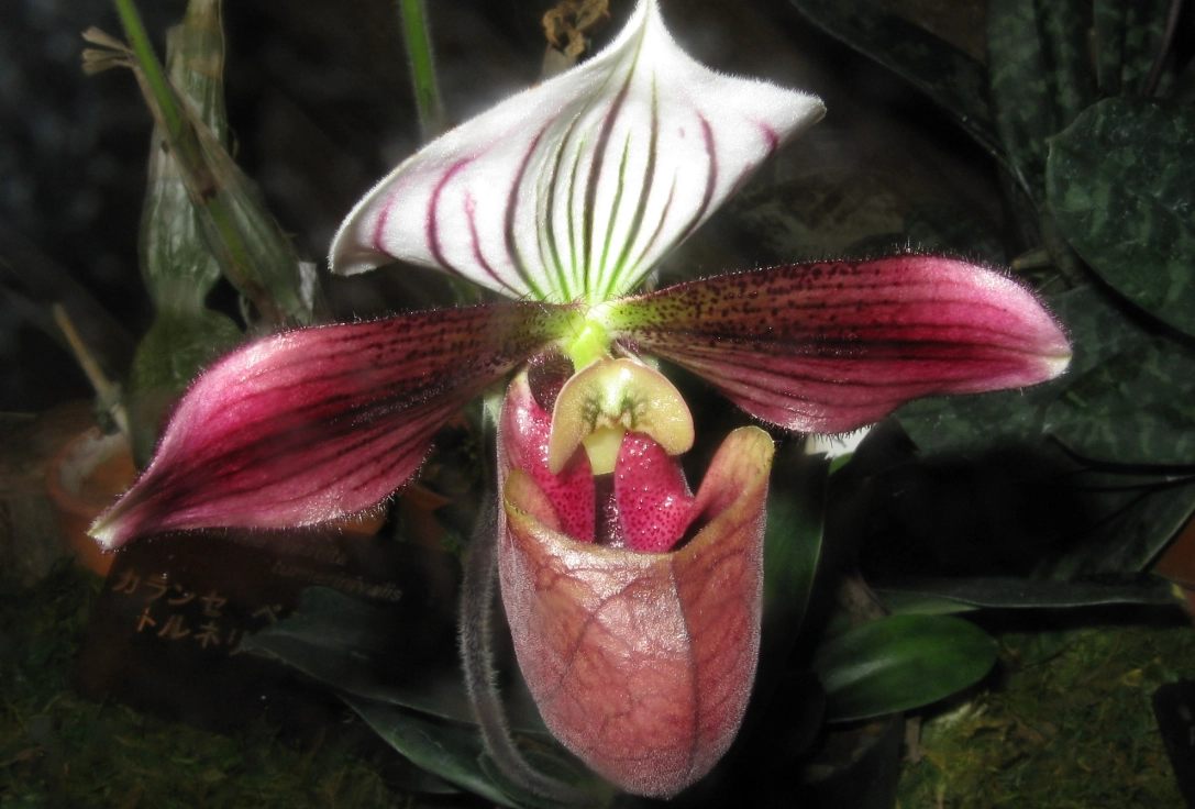 拖鞋蘭養護 拖鞋蘭養護