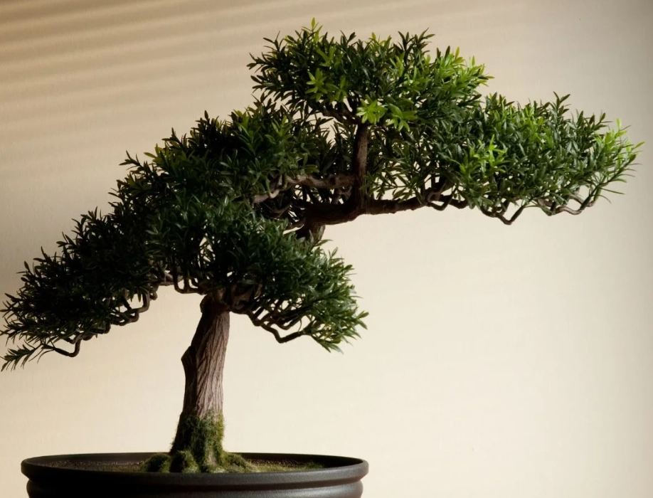 盆景養護方法 盆景養護方法