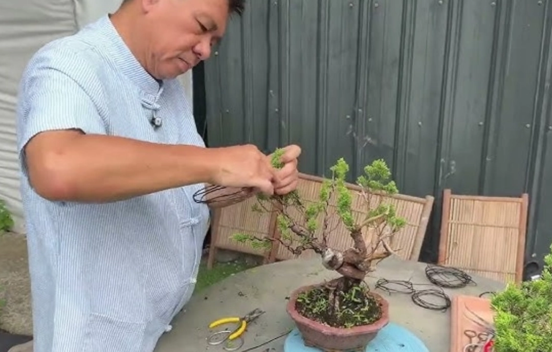 真柏修剪技巧 真柏修剪技巧