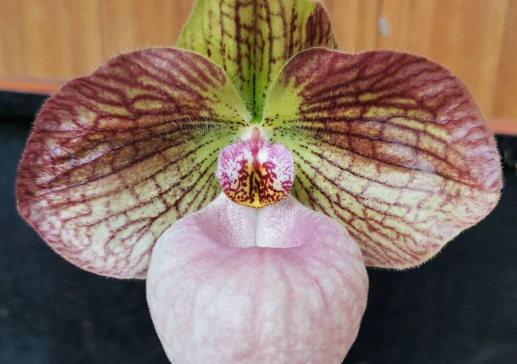 拖鞋蘭照顧 拖鞋蘭照顧