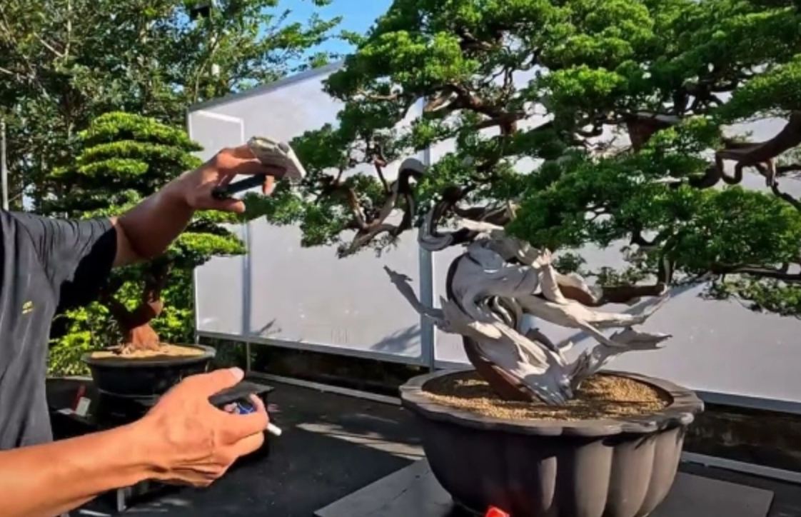 真柏修剪技巧 真柏修剪技巧