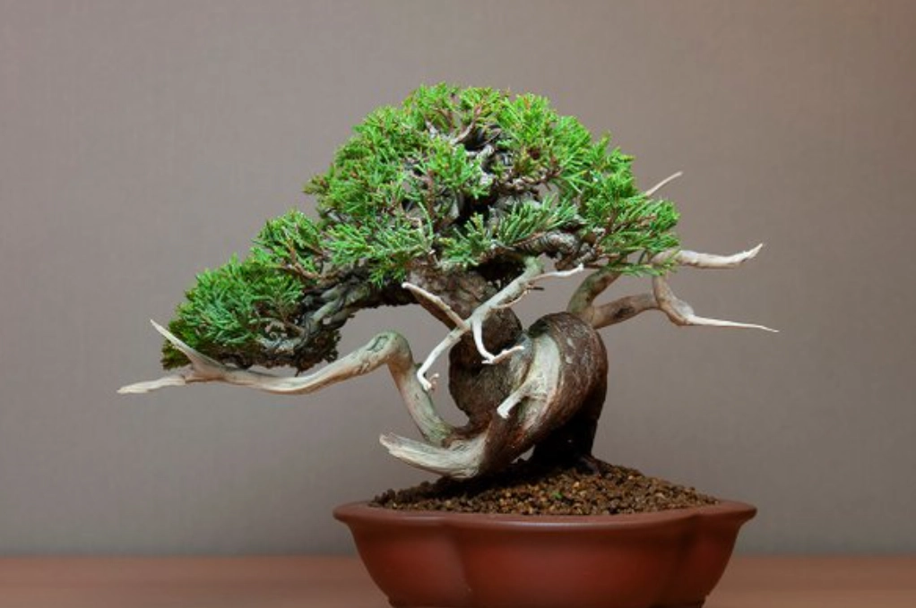 真柏盆景技巧 真柏盆景技巧