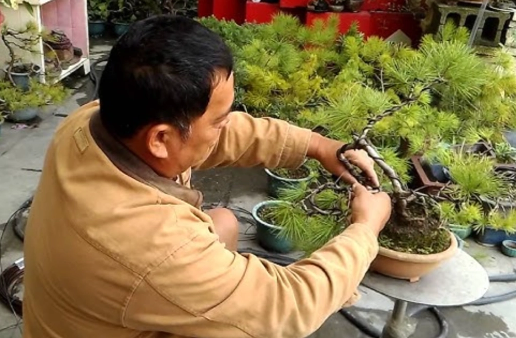 真柏盆景照顧 真柏盆景照顧