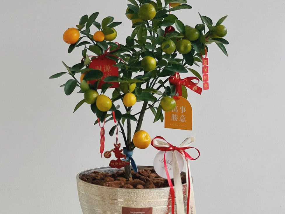 金桔盆栽風水