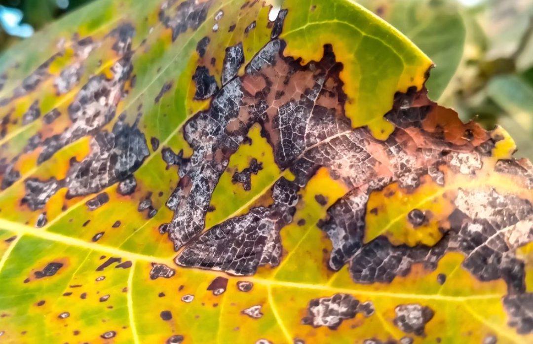 植物炭疽病 植物炭疽病