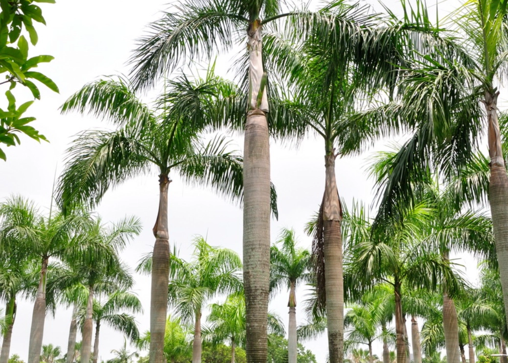 棕櫚樹修剪費用