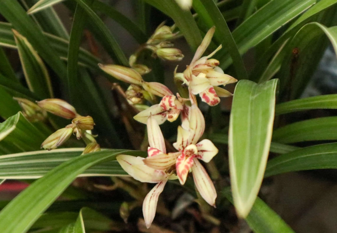 蘭花不開花原因