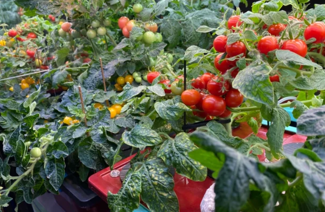 番茄種植技巧