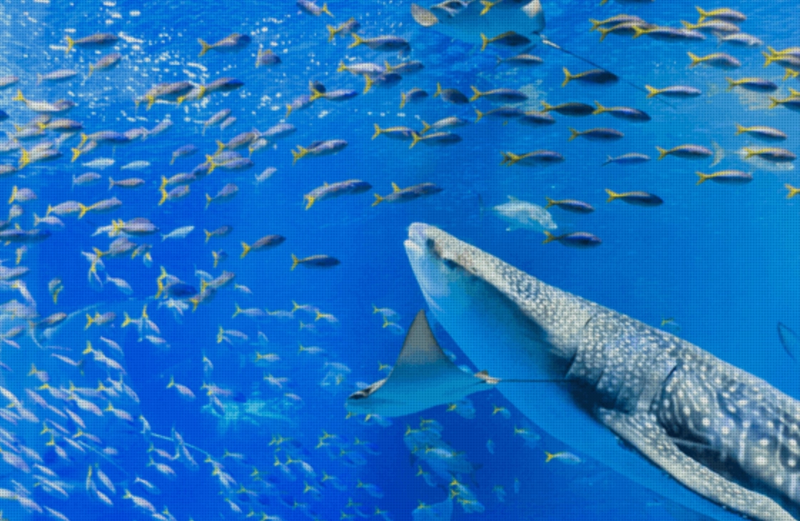 魚吃魚 夢境意義 魚吃魚 夢境意義