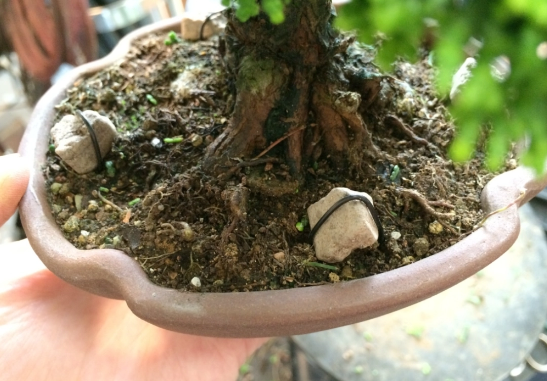 植物營養補充 植物營養補充