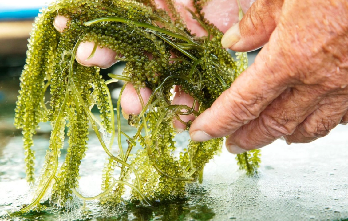 水族箱藻類管理