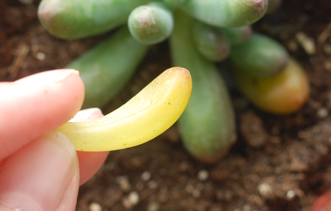 果凍化處理 果凍化處理