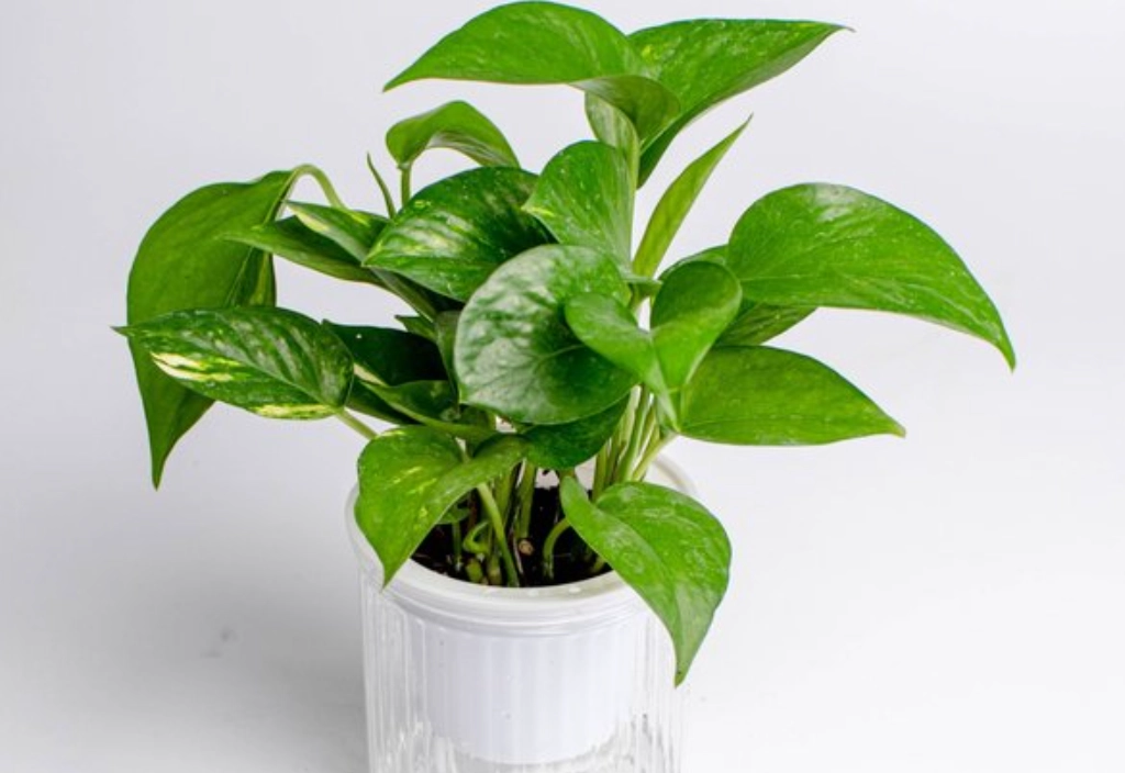 黃金葛汁處理 黃金葛汁處理