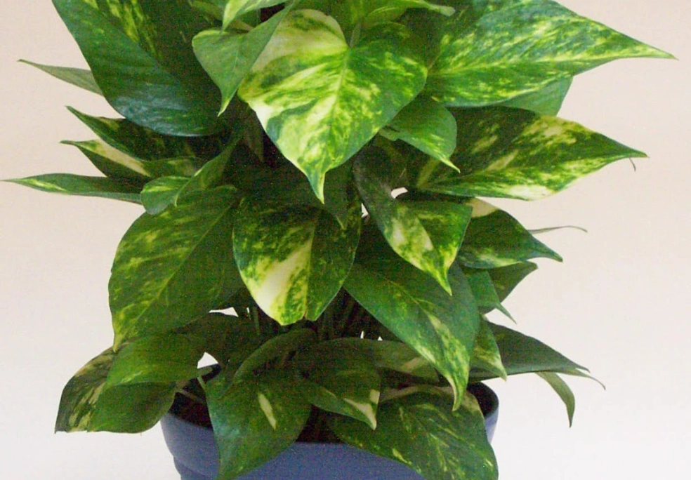 黃金葛汁處理 黃金葛汁處理