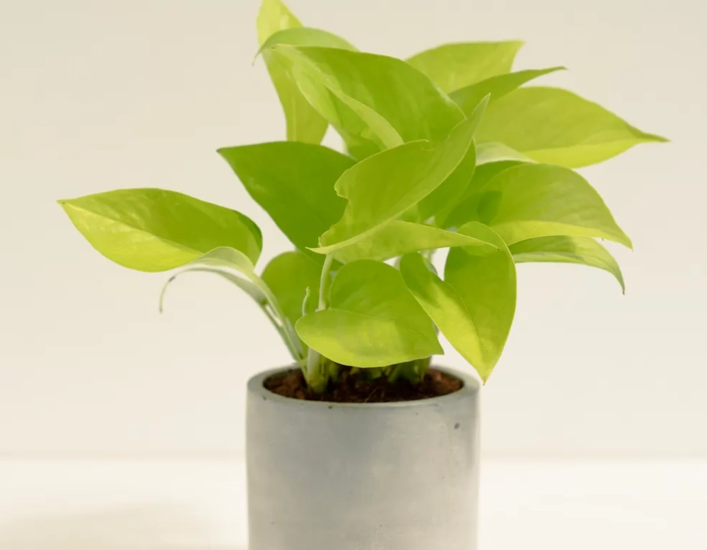 耐陰植物 耐陰植物