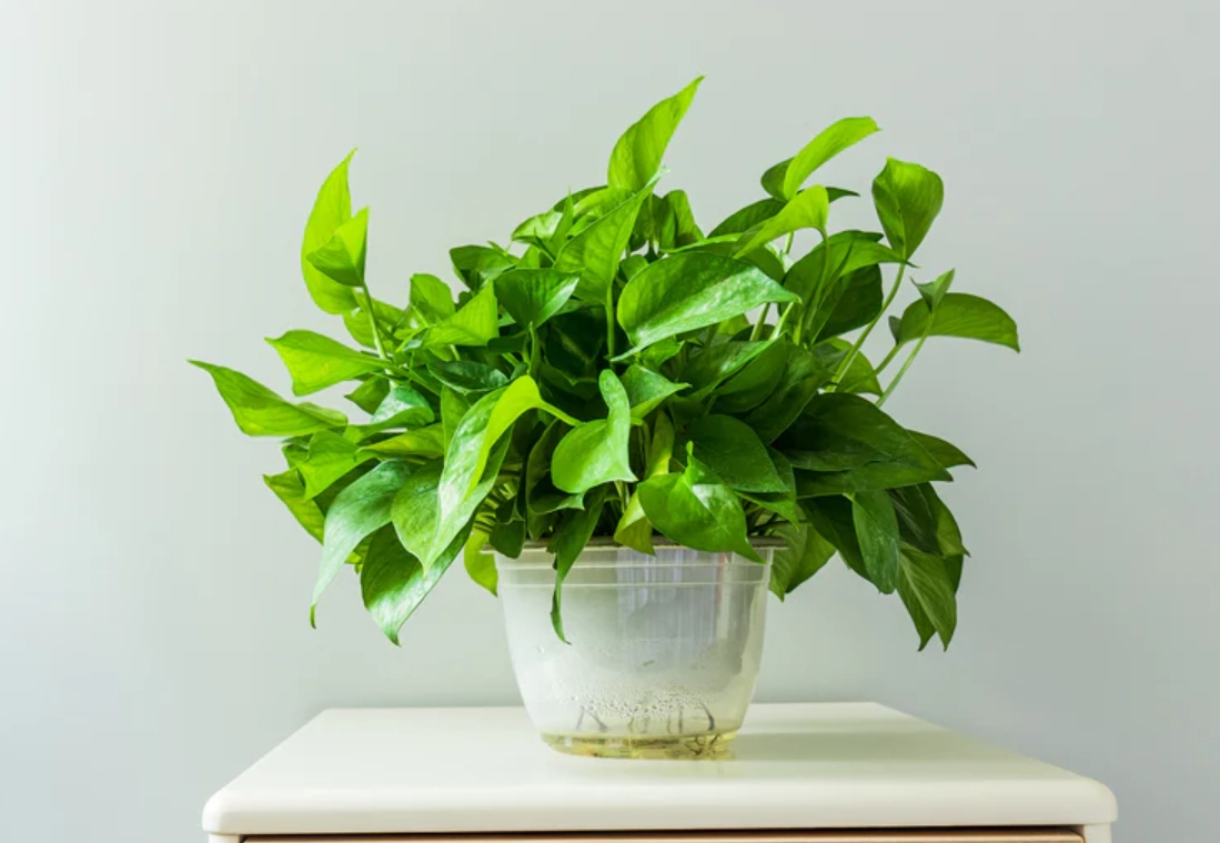 黃金葛汁毒性 黃金葛汁毒性