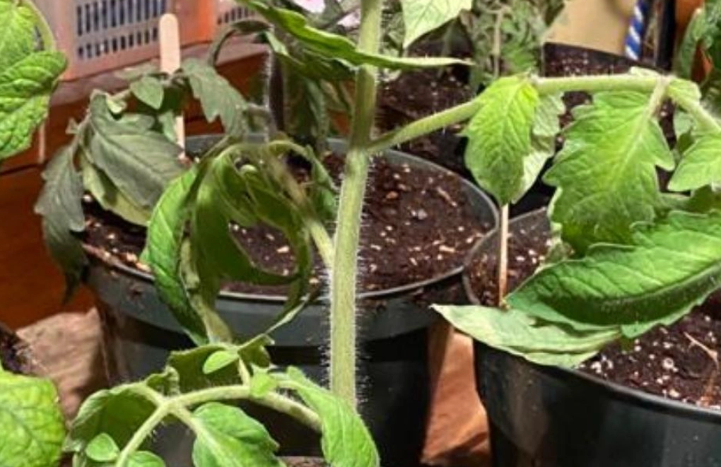 葉子捲曲解決方法