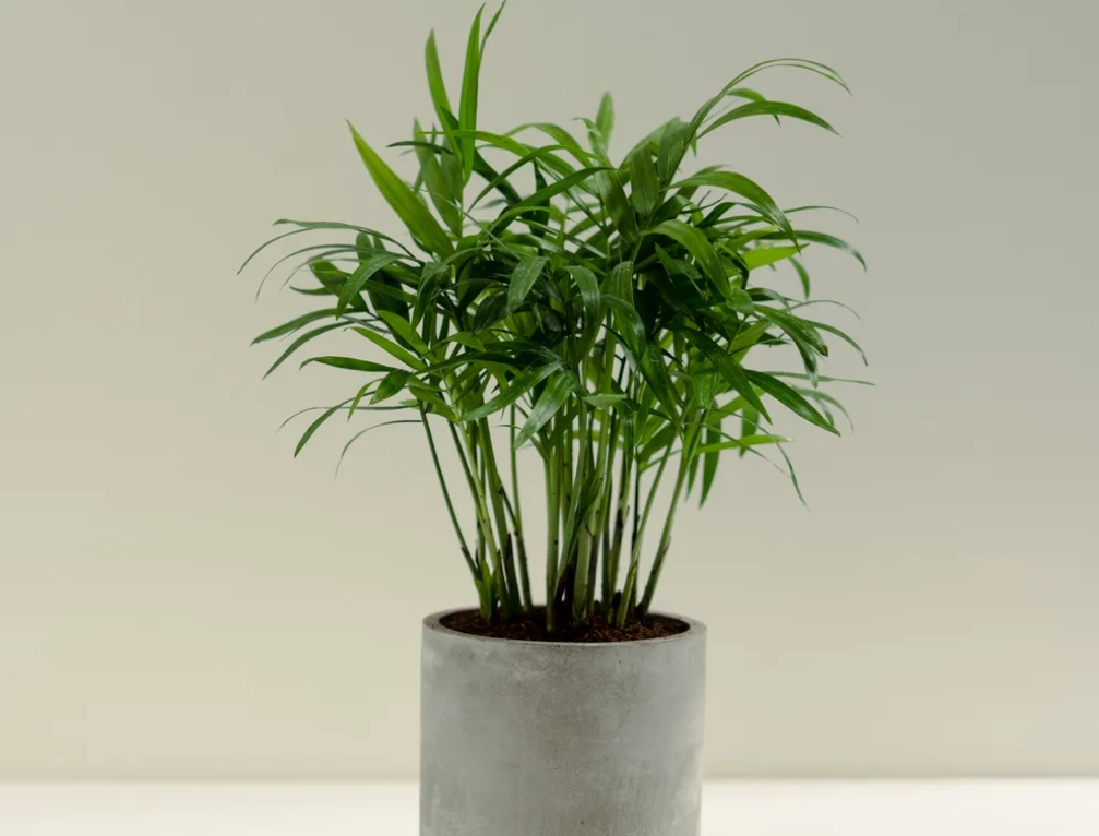 袖珍椰子 廁所 袖珍椰子 廁所