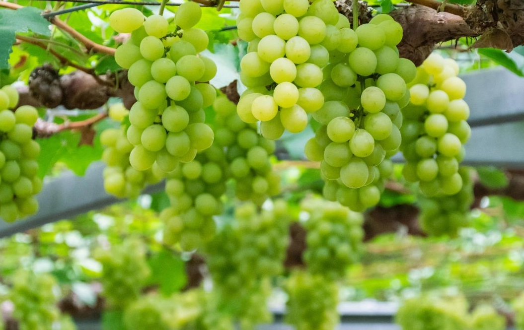 麝香葡萄栽培技術