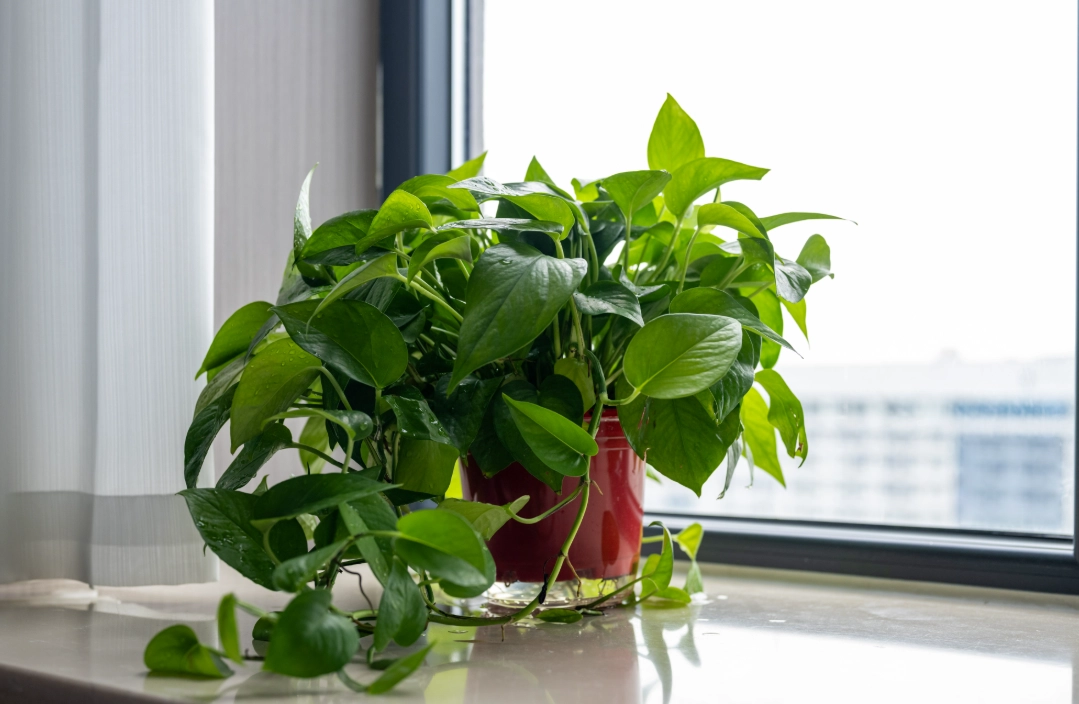 每日浇水植物照顾