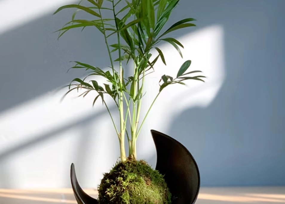 袖珍椰子 照顧 袖珍椰子 照顧