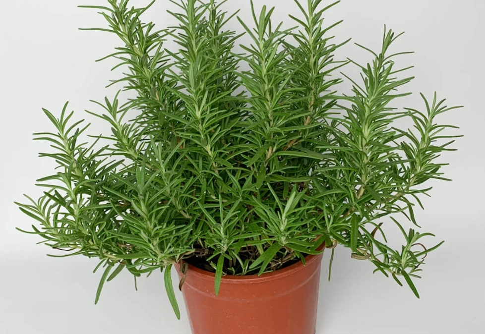 台灣香草植物種植 台灣香草植物種植