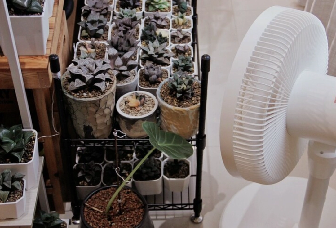 多肉降溫 多肉降溫