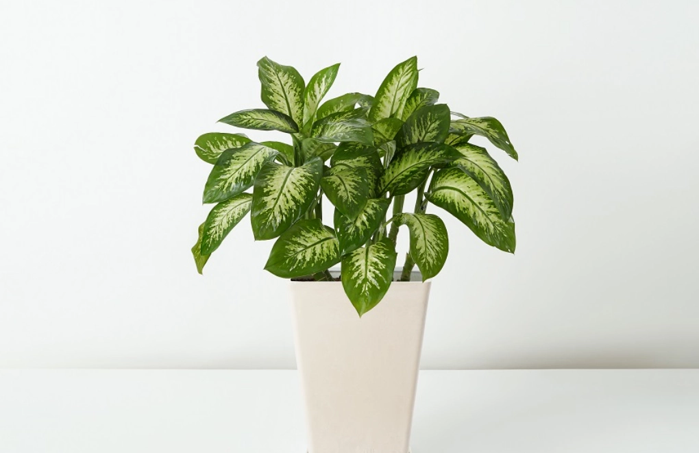 貓安全植物 貓安全植物