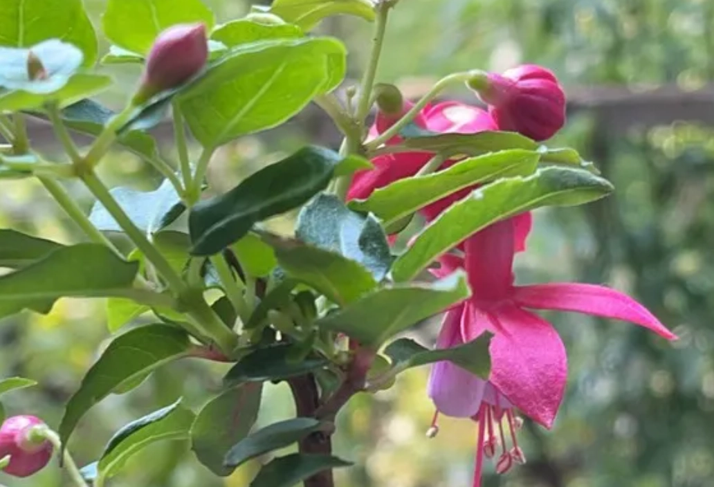 吊鐘花 葉子 發黃