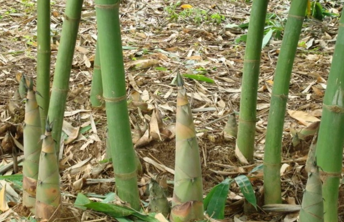 竹樹養護方法 竹樹養護方法