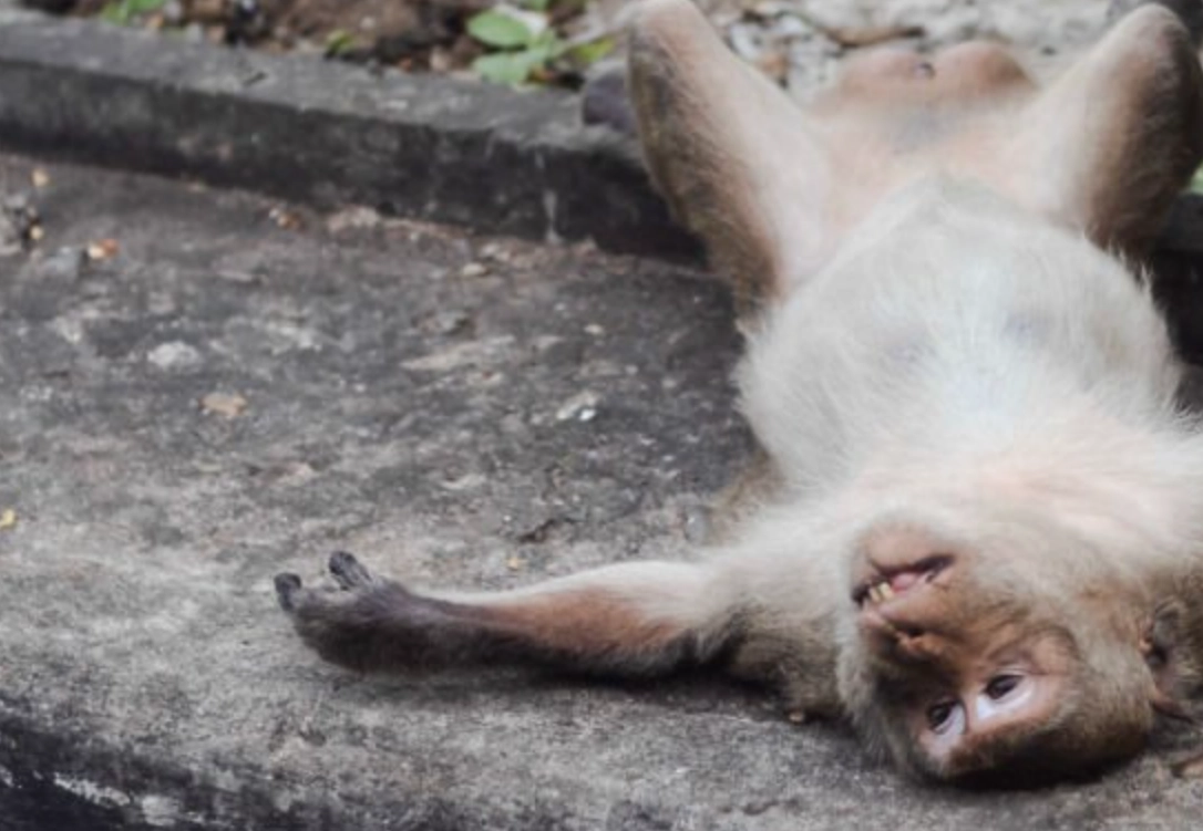 心理暗示 心理暗示