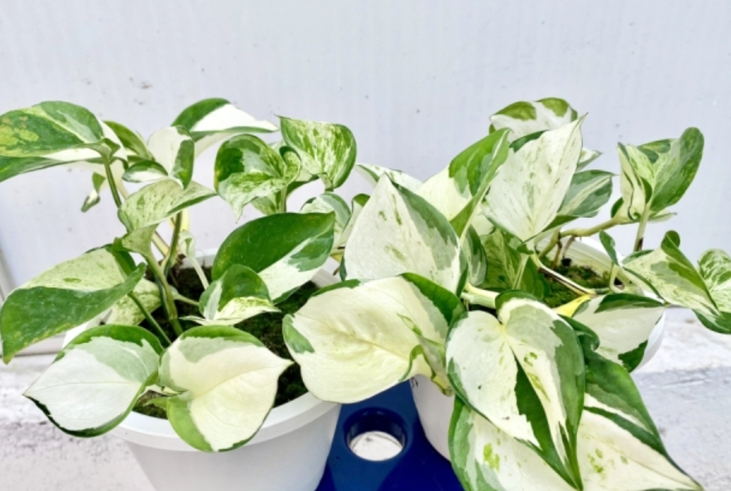 黃金葛 清潔 用途