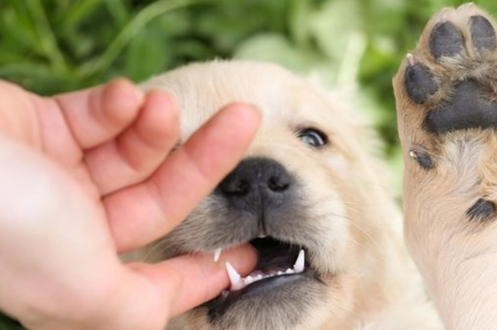 夢到被狗咬手流血 夢到被狗咬手流血