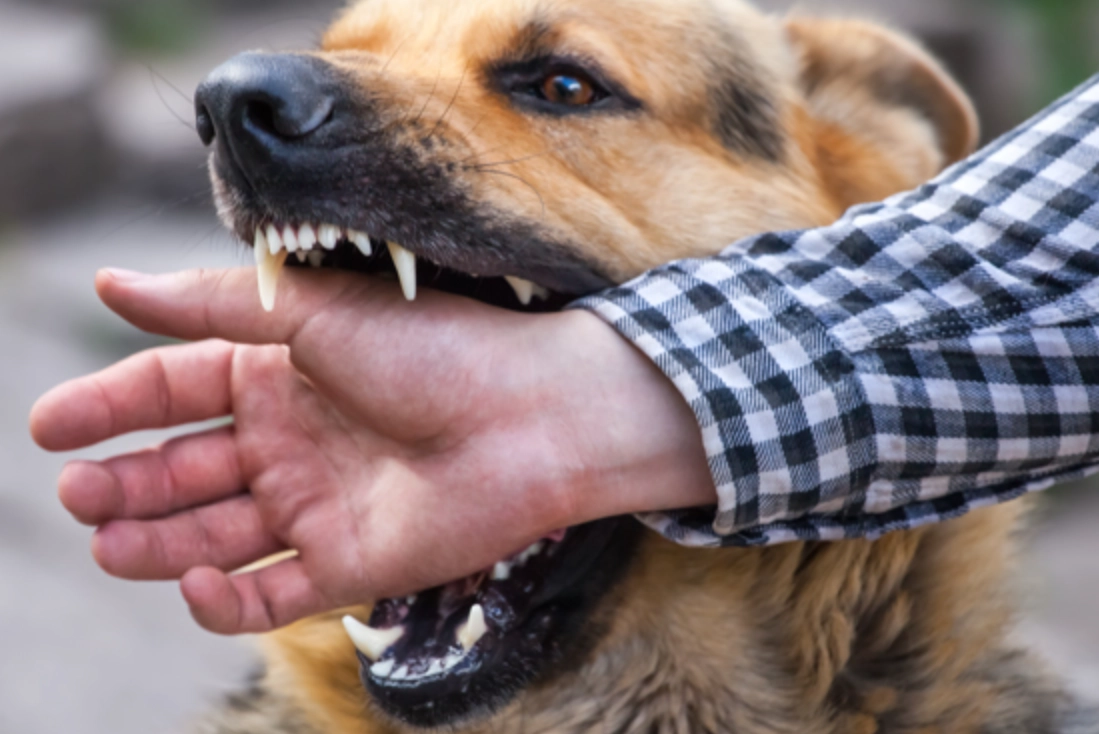 被狗咬夢境 被狗咬夢境