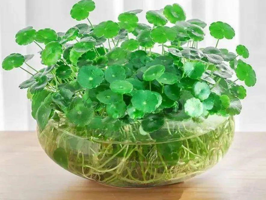 水培植物 水培植物