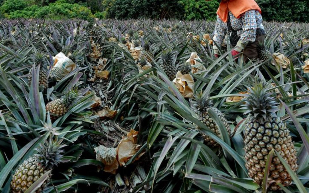 菠蘿最佳種植時機 菠蘿最佳種植時機