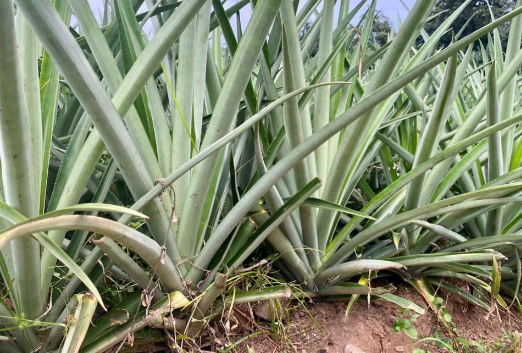 台灣鳳梨栽培時間 台灣鳳梨栽培時間