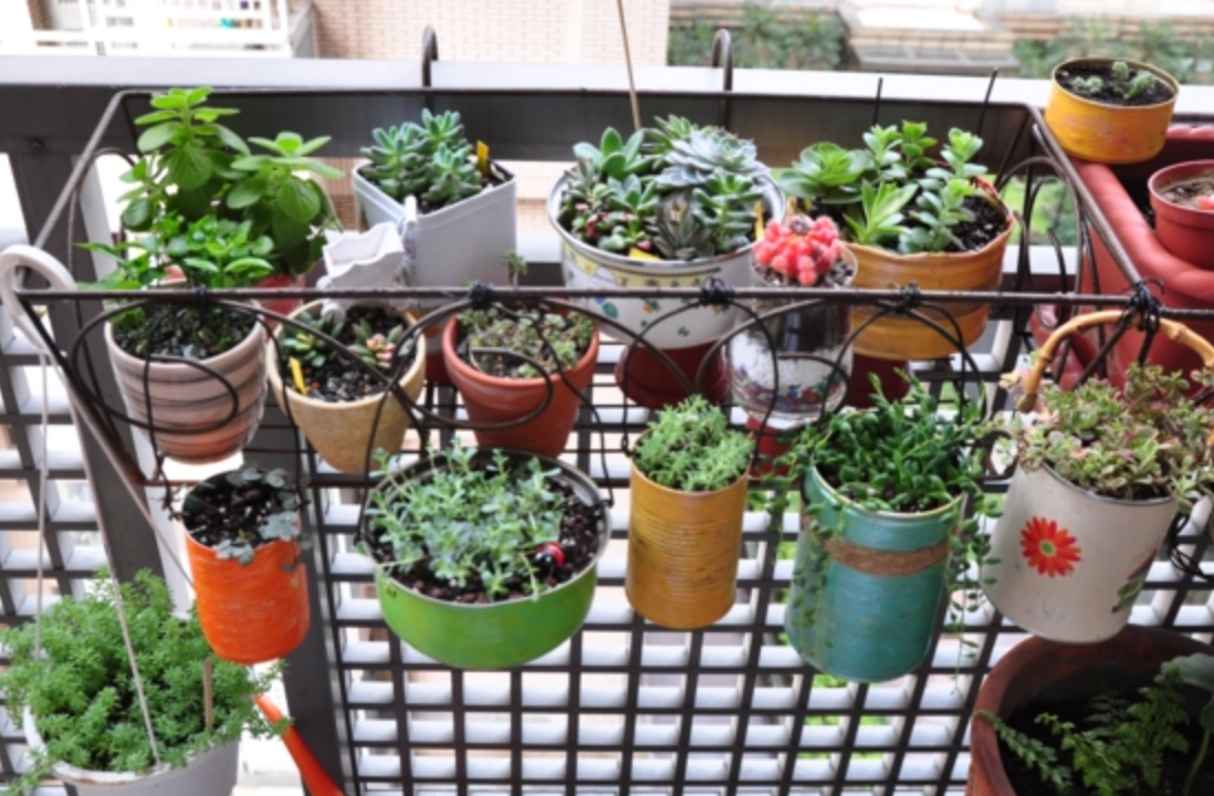 室內植物照顧 室內植物照顧