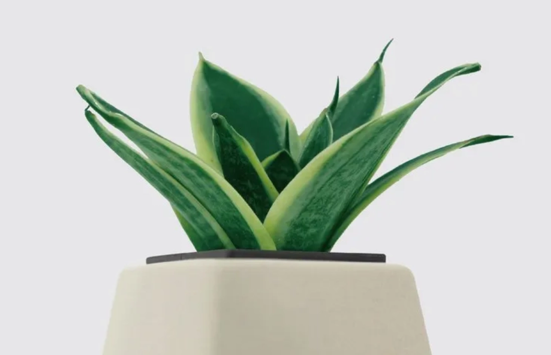 室內盆栽推薦 室內盆栽推薦