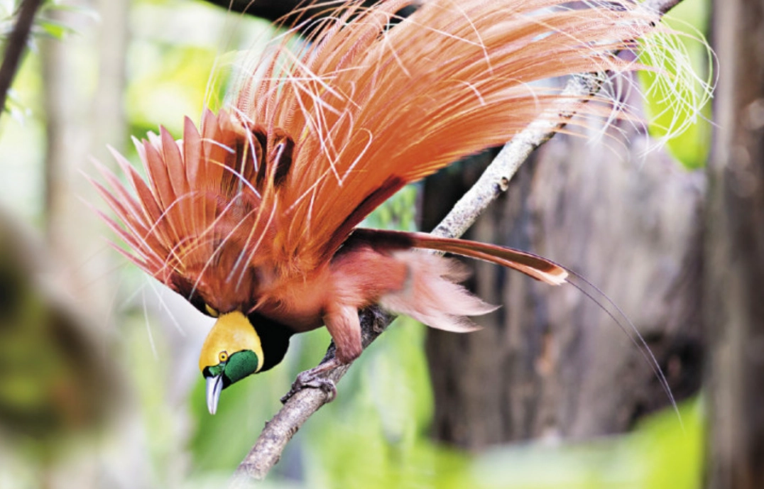 巴布亞新幾內亞旅行 巴布亞新幾內亞旅行