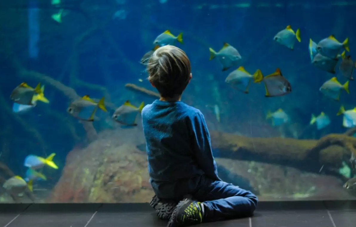 夢見魚吃魚 解夢 夢見魚吃魚 解夢