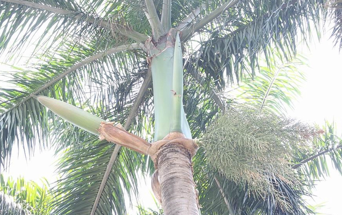 椰子樹修剪方法