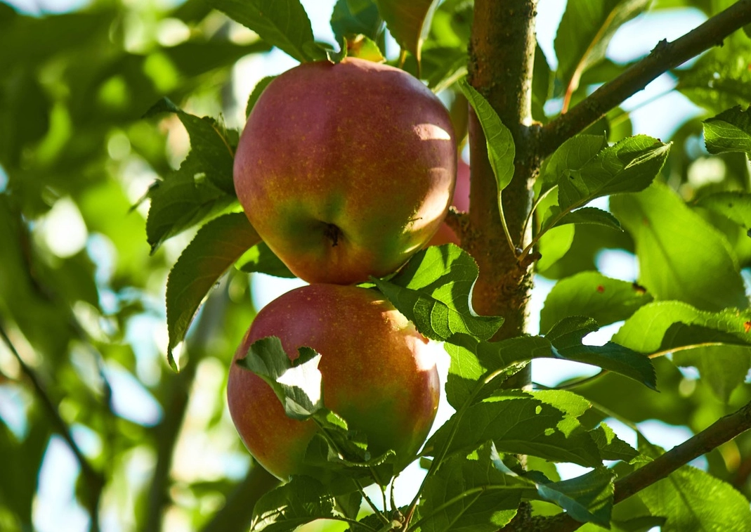 蘋果葉子變黃 蘋果葉子變黃