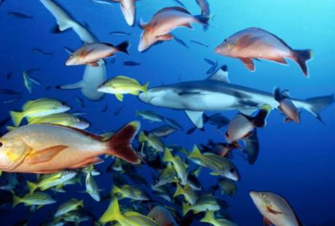 夢境解析 方法 夢境解析 方法