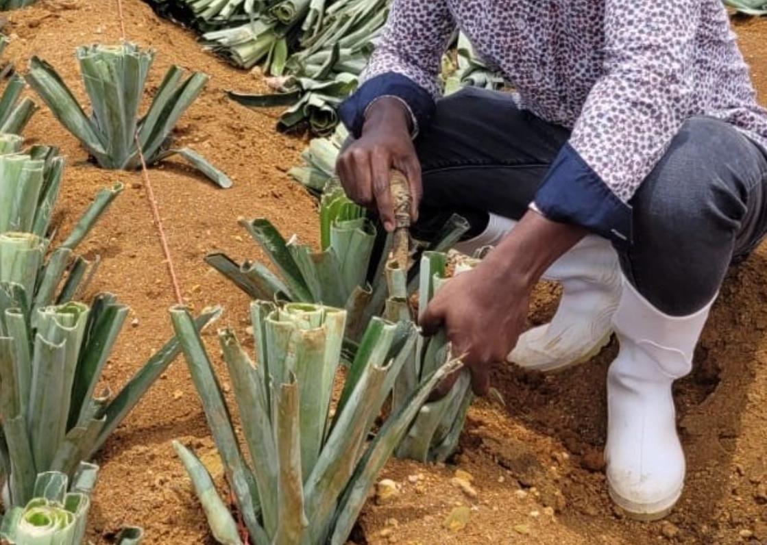 菠蘿種植季節 菠蘿種植季節